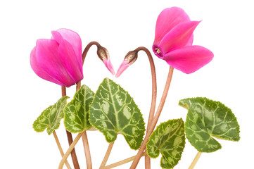 cyclamen