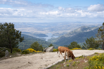 Two cows grazing in the mountain, Avila, Spain
