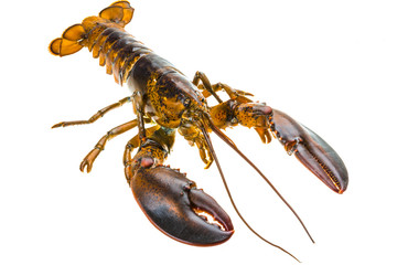 Raw lobster