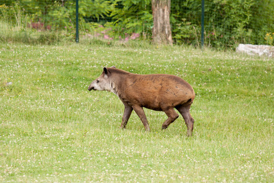 Tapir