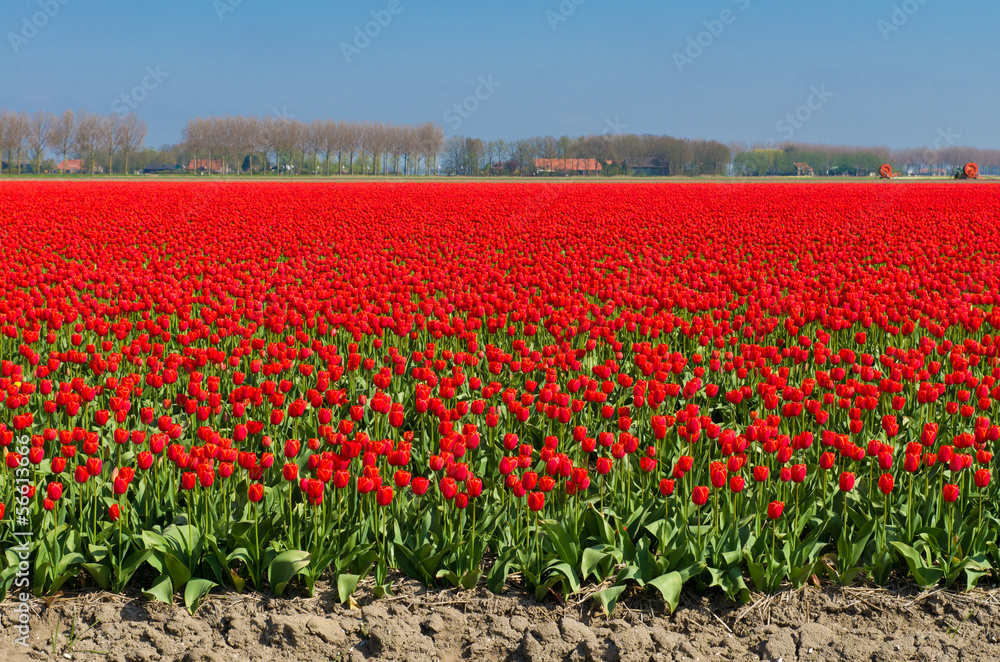 Poster tulip field