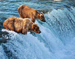 Naklejka premium Bear on Alaska