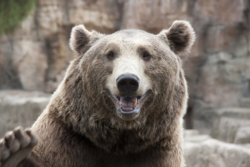 brown bear