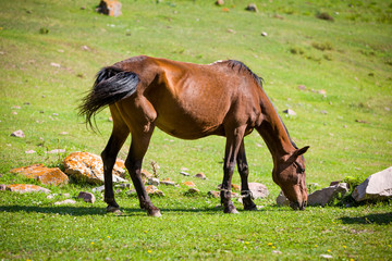 Feeding bay horse