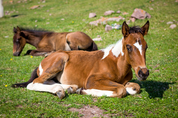 Small cute foals on the grass