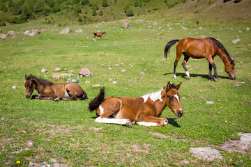 Horses on th pasture