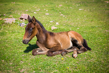 Fototapeta premium Cute foal on the grass