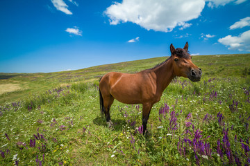 Funny bay horse on the grassland