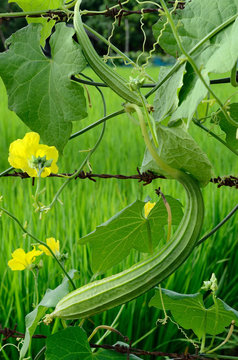 Luffa acutangula , Vegetable on fence