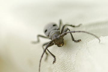 The Capricorn Beetle