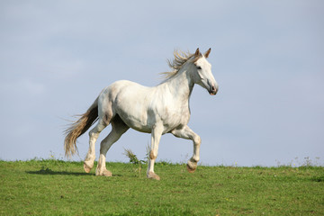 Obraz na płótnie Canvas Nice white horse running on horizon
