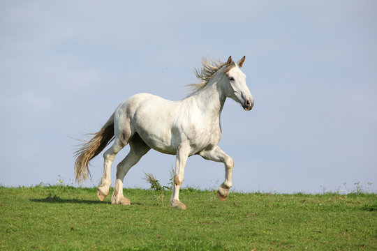 Nice white horse running on horizon
