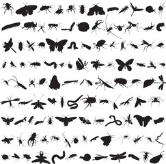 set of more than a hundred insects - 56616851