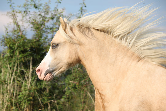 Gorgeous palomino horse with flying mane