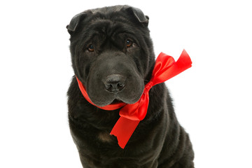 Black sher pei with red bow