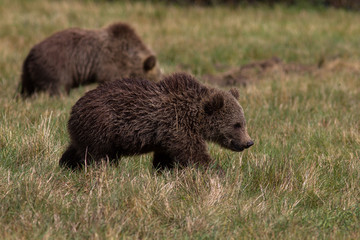 Braunbärjunges