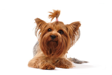 Lying portrait of yorkshire terrier
