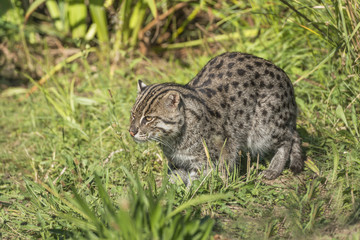 Fishing cat (Prionailurus viverrinus)