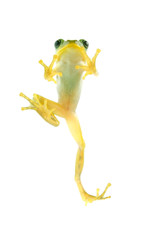 アマガエル-Hyla japonica, 白背景素材