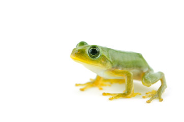 アマガエル-Hyla japonica, 白背景素材