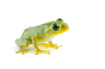 アマガエル-Hyla japonica, 白背景素材