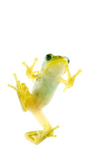 アマガエル-Hyla japonica, 白背景素材