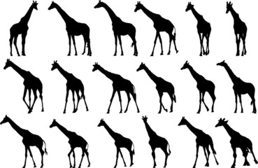 Naklejka premium Set of vector silhouettes of giraffes