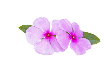 Fototapeta na wymiar Two Pale Pink Flowers On A White Background