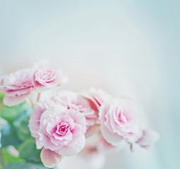Obraz na płótnie Canvas Roses in vintage style/Pink flower background