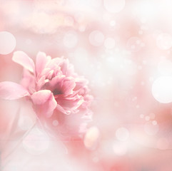 Beautiful background with peonies