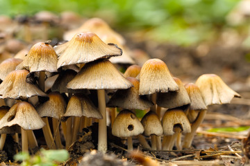 poisonous mushrooms Entoloma cetratum