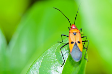Red Cotton Bug (Dysdercus cingulatus)