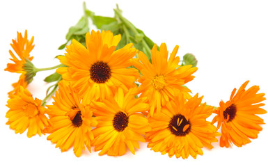 calendula isolated