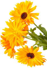 Naklejka premium calendula isolated