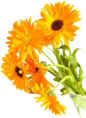 calendula isolated