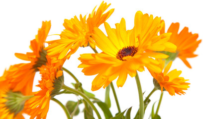 calendula isolated