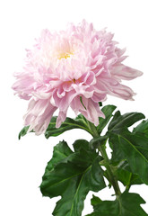 Light pink chrysanthemum