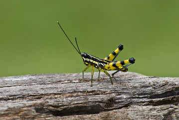 Macro closeup of  grasshopper on a piece of wood