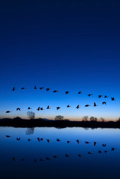 Wild Geese on a Blue Evening