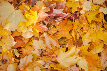 Abstract autumn background