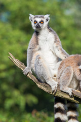 Ring-tailed lemur (Lemur catta)