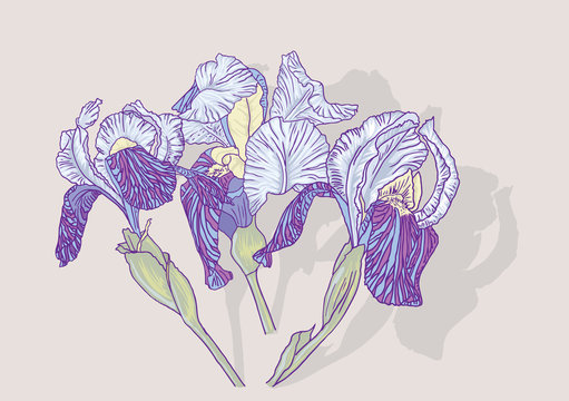 Background with  iris flowers. Vector illustration.