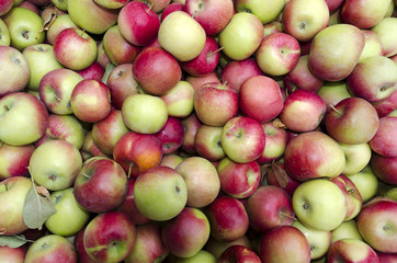 Bulk Apples in Bin