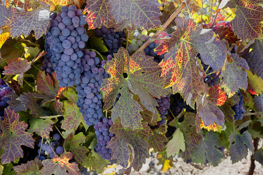 Red Wine Grapes on the Vine