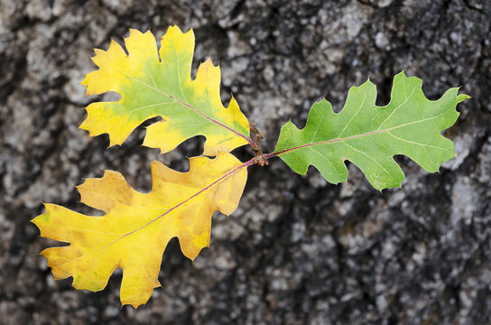 Young Oak Leaves