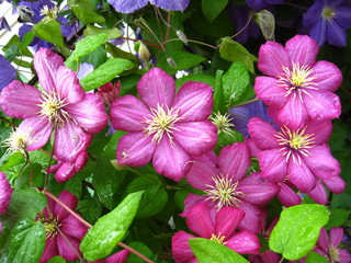 beautiful pink flowers of clematis