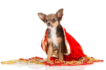 chihuahua isolated on white background