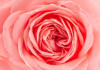 Fototapeta na wymiar fresh pink rose flower with water drops