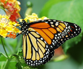 butterfly