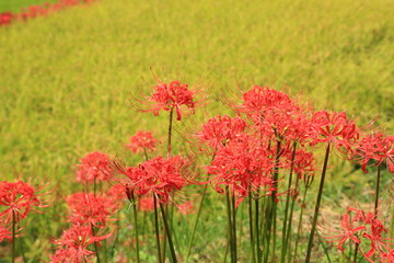 江里山棚田の彼岸花